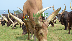 Agriculture Uganda